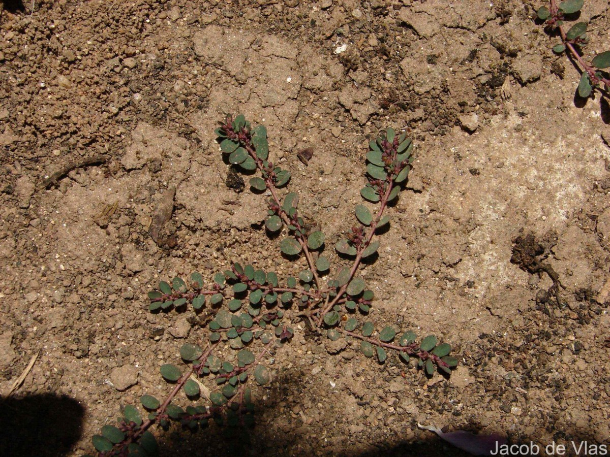 Euphorbia thymifolia L.